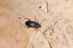 Nebria brevicollis