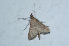 Dolicharthria bruguieralis