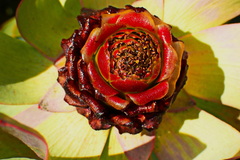 Leucadendron tinctum