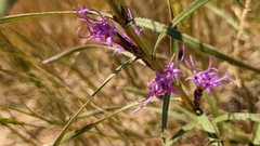 Liatris ligulistylis