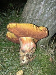 Neoboletus