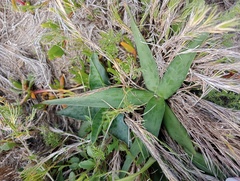 Ledebouria revoluta