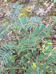 Tephrosia virginiana
