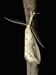 Trigonistis demonias