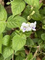 Asystasia intrusa