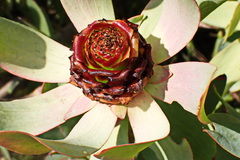 Leucadendron tinctum