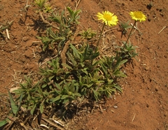 Felicia mossamedensis