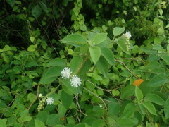 Croton