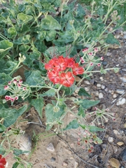 Nyctaginia capitata