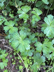 Geranium maculatum