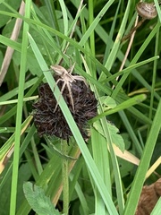 Pisaura