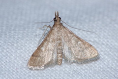 Dolicharthria bruguieralis
