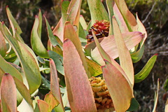 Leucadendron tinctum