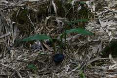 Acanthophippium striatum