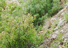 Ochthoeca leucophrys