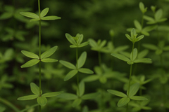 Cruciata glabra