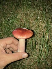 Russula emetica