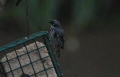 Setophaga coronata coronata