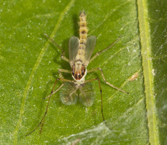 Chironomidae