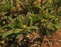 Felicia mossamedensis