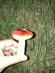 Russula emetica