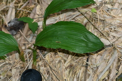 Acanthophippium striatum