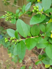 Ligustrum