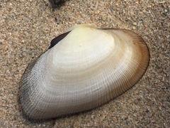 Asaphis deflorata