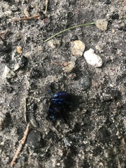 Trypocopris vernalis