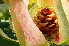 Leucadendron tinctum