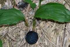 Acanthophippium striatum