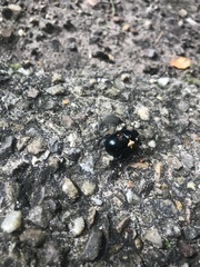 Trypocopris vernalis