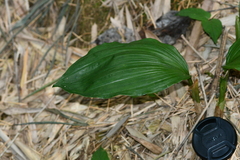 Acanthophippium striatum