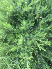 Coleonema pulchellum