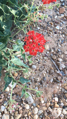 Nyctaginia capitata