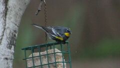 Setophaga coronata auduboni
