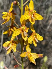 Cyanella lutea