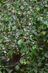 Styrax formosanus