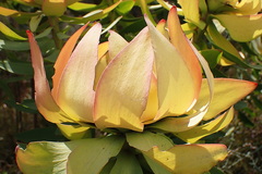 Leucadendron tinctum