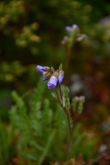 Polemonium pulcherrimum