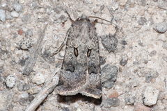 Agrotis trux