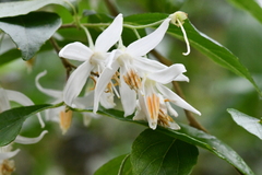 Styrax formosanus