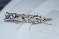Agriphila cyrenaicellus