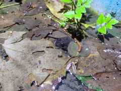 Limnonectes fujianensis