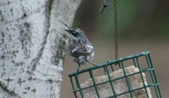 Setophaga coronata coronata