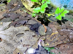 Limnonectes fujianensis