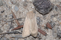 Mythimna sicula