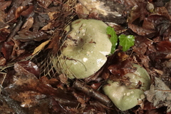 Russula virescens