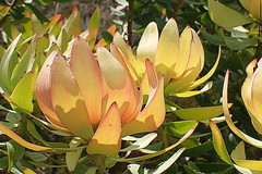 Leucadendron tinctum