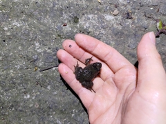 Limnonectes fujianensis